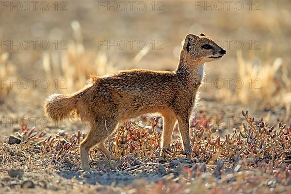 Yellow mongoose