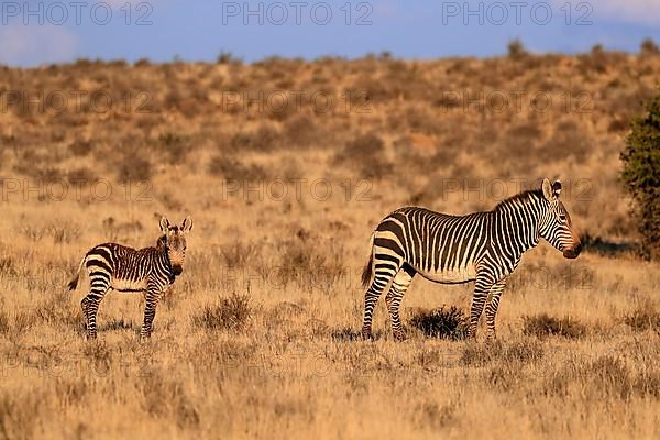 Cape Mountain Zebra