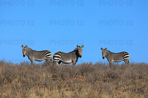 Cape Mountain Zebra