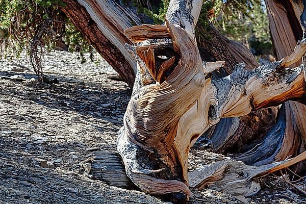 Knotty great basin bristlecone pine