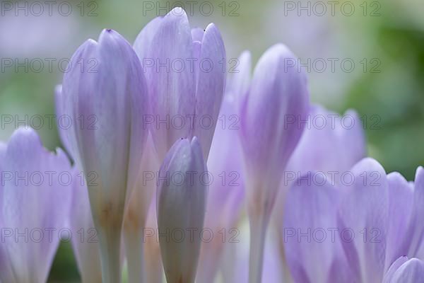 Meadow saffron