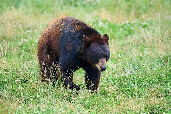 Black bear