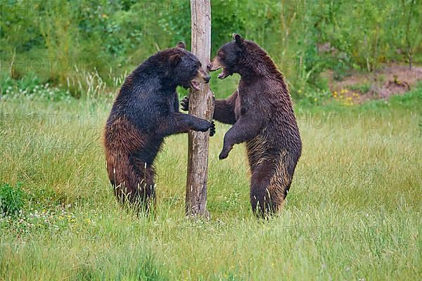 Black bear