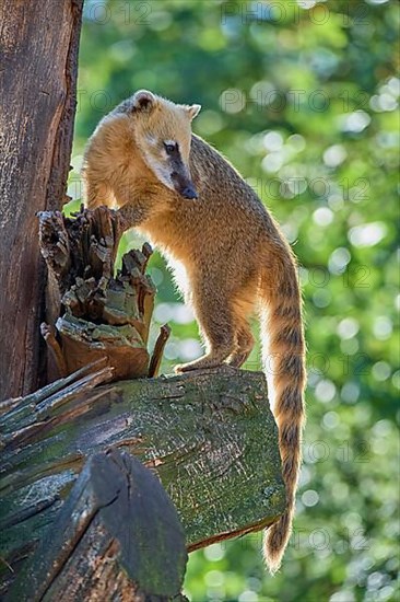 South American coati