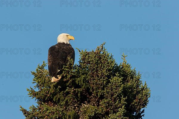 Bald eagle