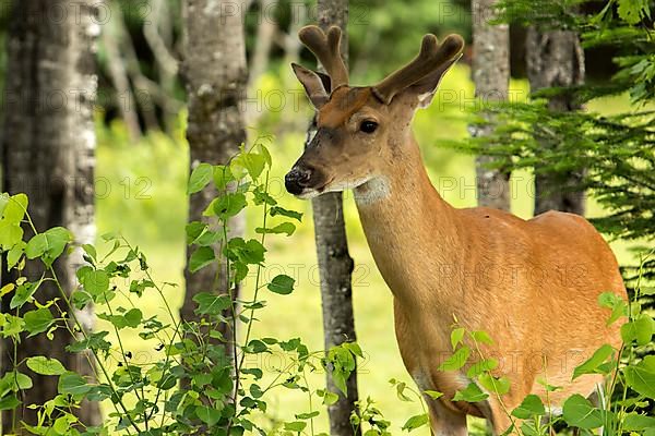 White-tailed deer