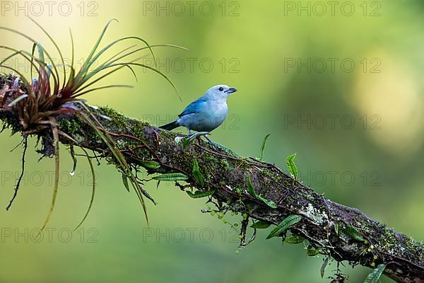 Blue Tanager also called blue-gray tanager