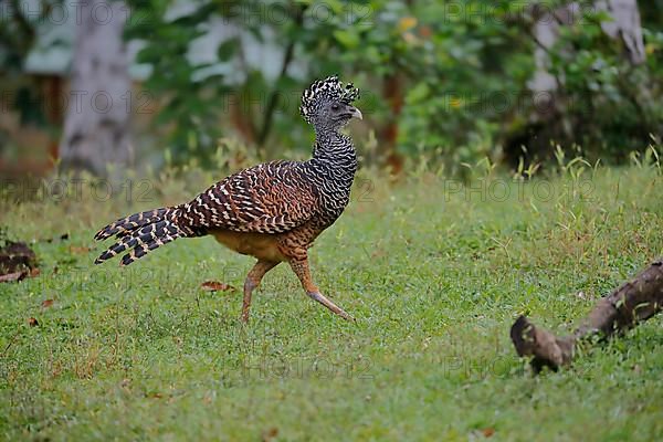 Great curassow