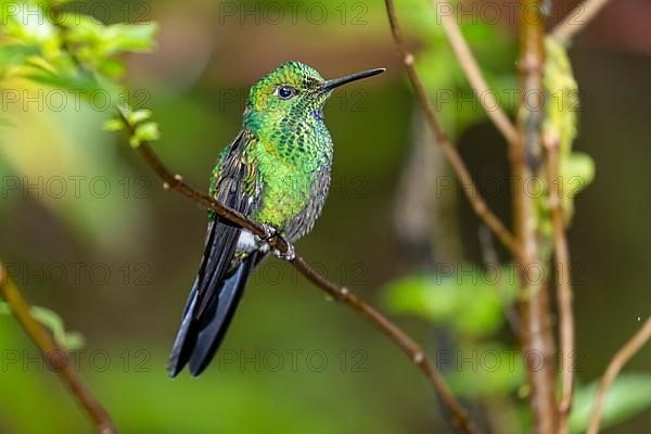 Green-crowned brilliant