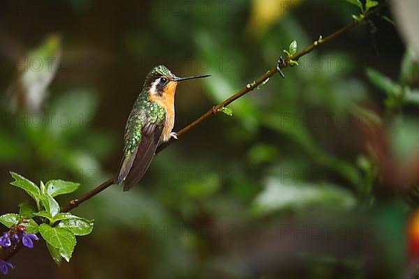 Purple-throated nymph