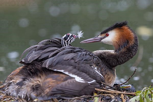 Great Crested Grebe