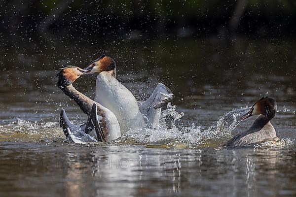 Great Crested Grebe