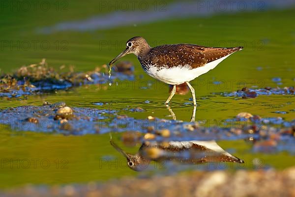 Green sandpiper