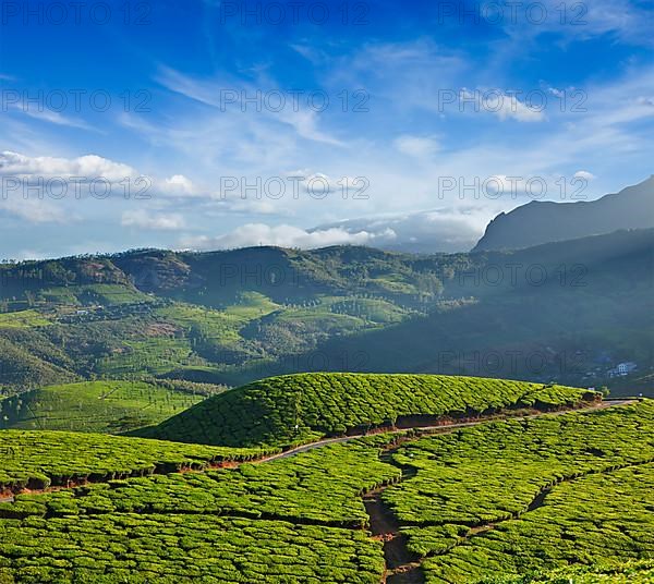 Tea plantations on sunrise. Munnar