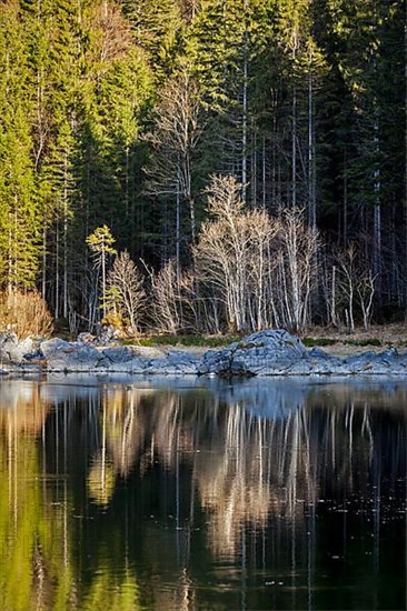 Forest trees on Frillensee