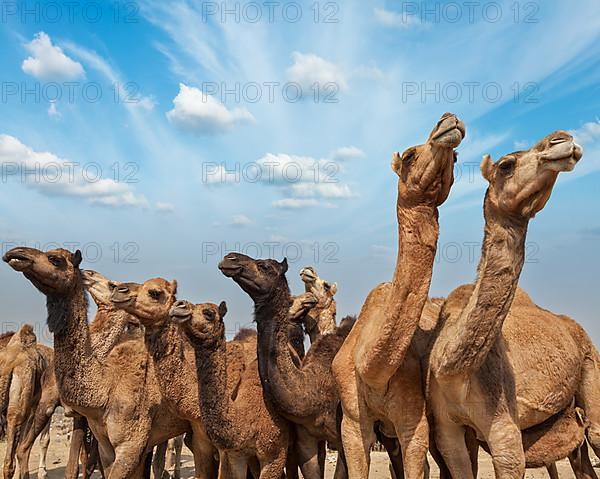 Camels at Pushkar Mela