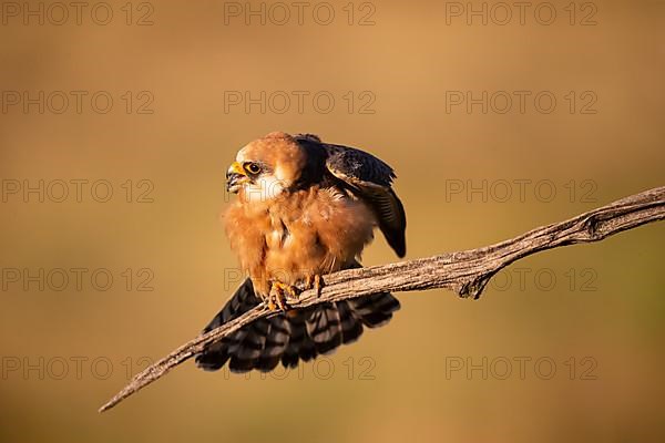 Red-footed Falcon