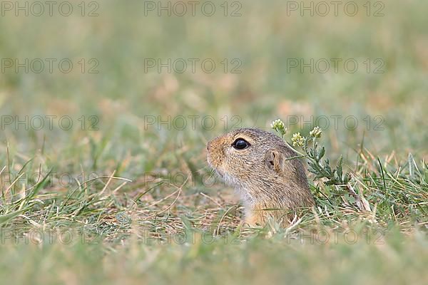 European ground squirrel