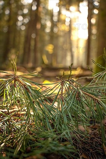 Pine needles in the evening light