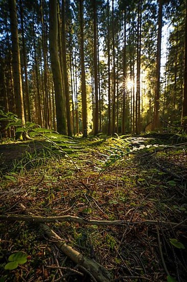 Evening light and shadow in dense forest