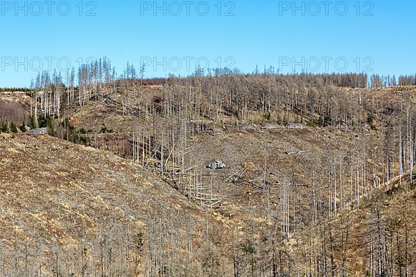 Environmental destruction Climate crisis Climate change Environment Destruction Landscape Nature Forest Dieback at the Brocken in the Harz Mountains