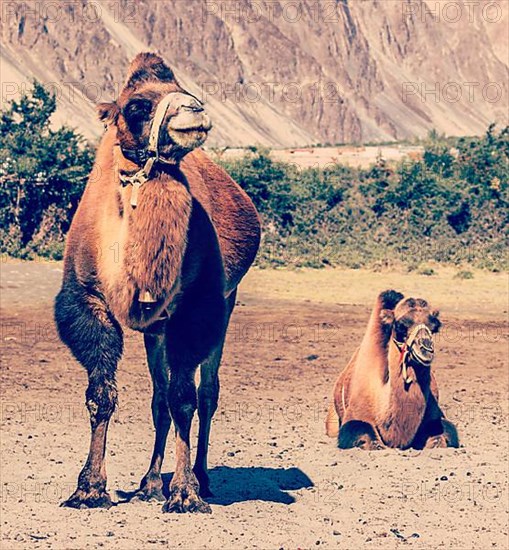 Vintage retro effect filtered hipster style travel image of Bactrian camels in Himalayas. Hunder village