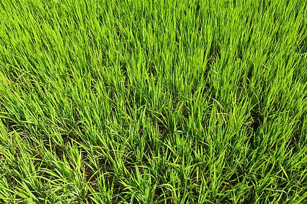 Rice paddy field close up. Tamil Nadu