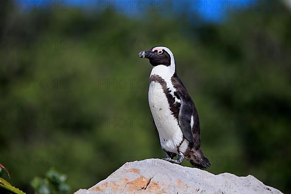 African penguin