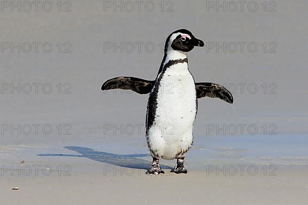 African penguin