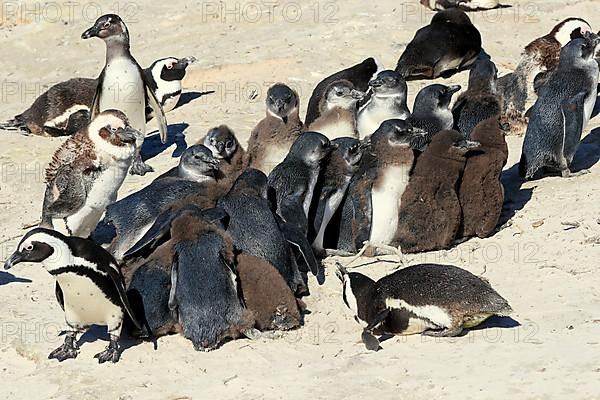 African penguin