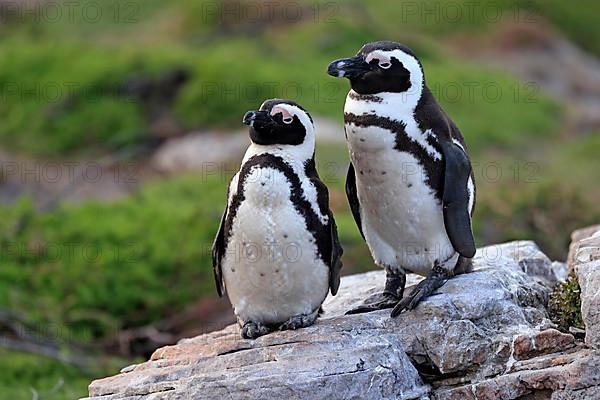 African penguin