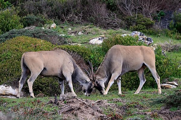 Common eland