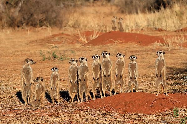 Meerkats