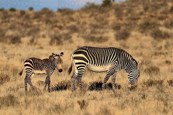 Cape Mountain Zebra