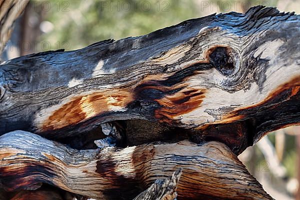 Gnarled tree trunk