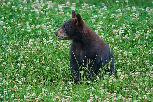 Black bear