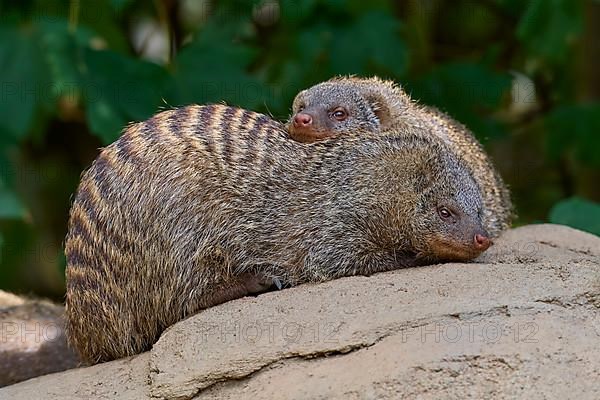 Dwarf Mongooses