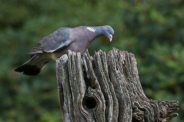 Stock dove