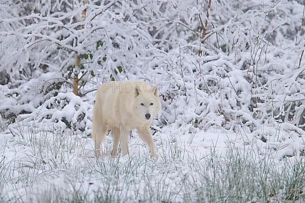 Arctic wolf