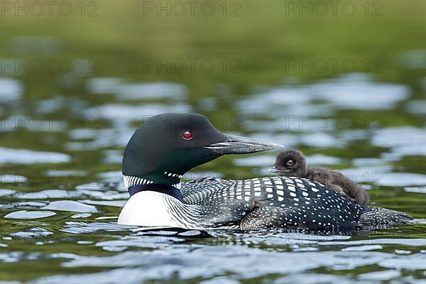 Adult common loon