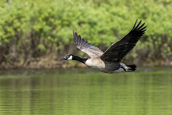 Canada goose