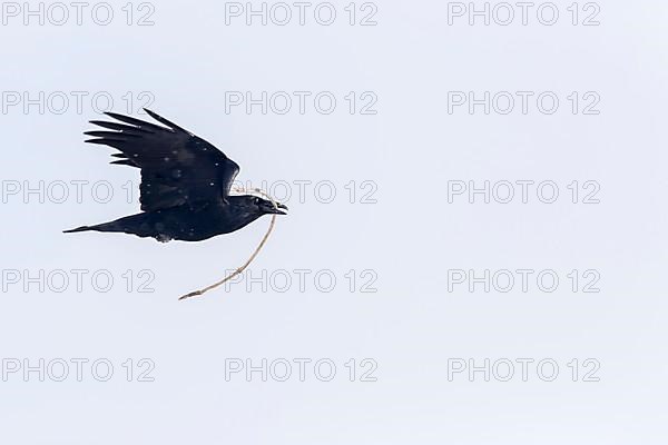 Common raven