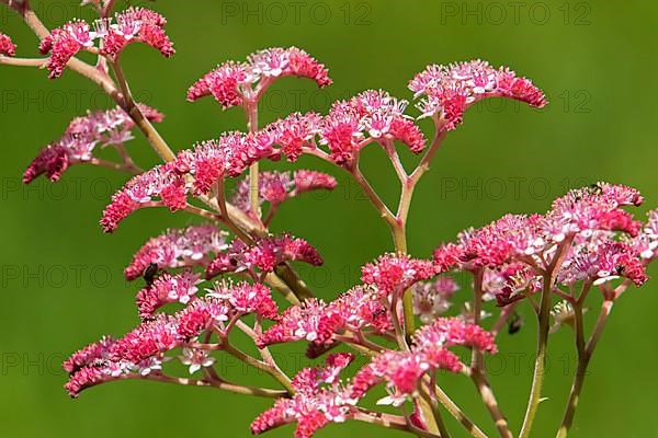 Queen of the meadow in bloom in a garden. Filipendula rubra