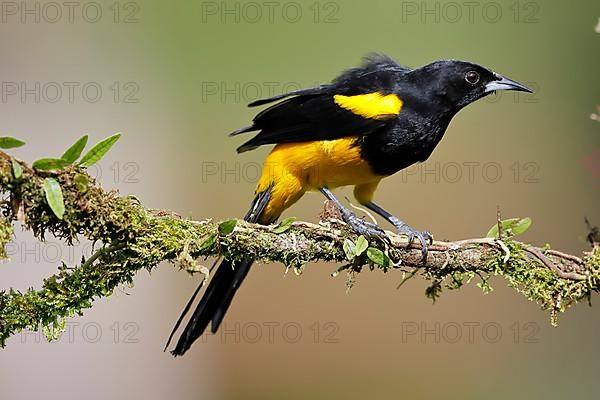 Yellow-shouldered Oriole