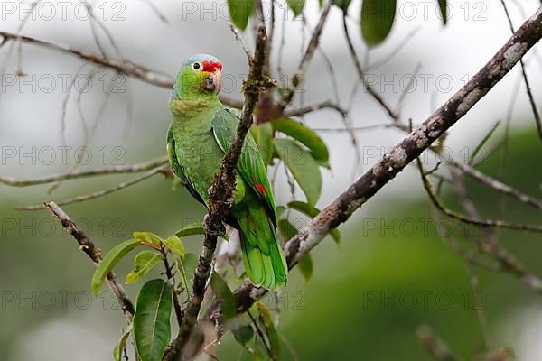 Finsch's parakeet