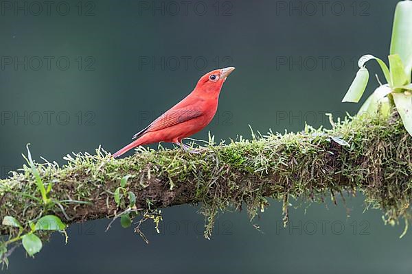 Summer tanager