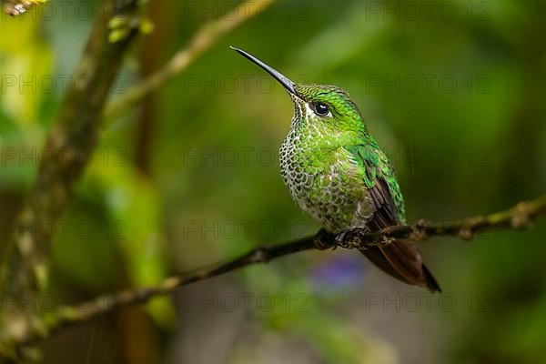 Green-crowned brilliant