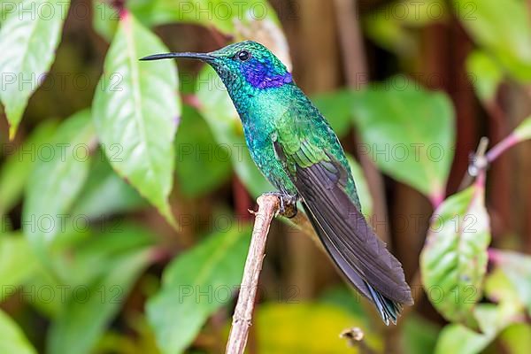 Mexican violetear