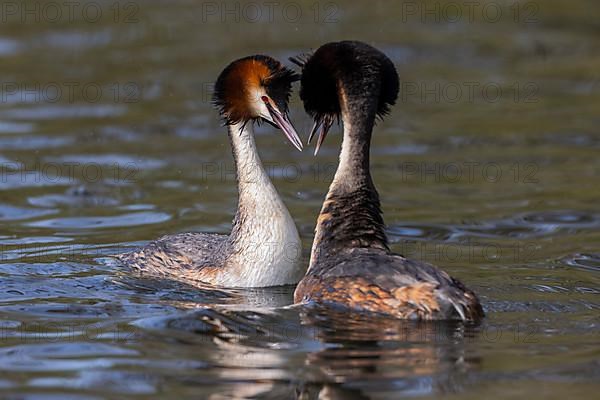 Great Crested Grebe