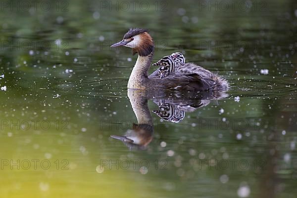 Great Crested Grebe